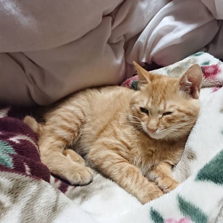 9ac6e66c cdd4 4c87 bc2c c8b40e87f03f 1634385139678