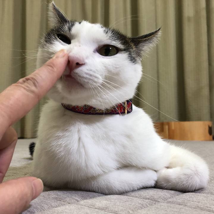 9ac802ab d28e 424f bdec a7ed1022adc7 1635516825201