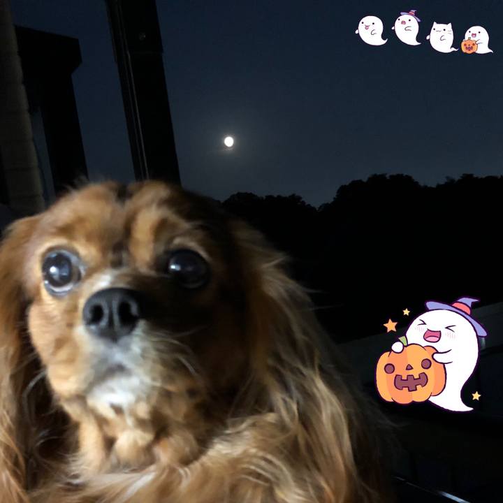 9ac82a23 391a 4b53 9601 107a8d1ef67a 1604134802955