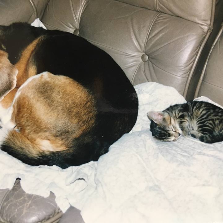 9ac866d3 1b7d 4c1a b158 0dd8334b2bde 1524387797259