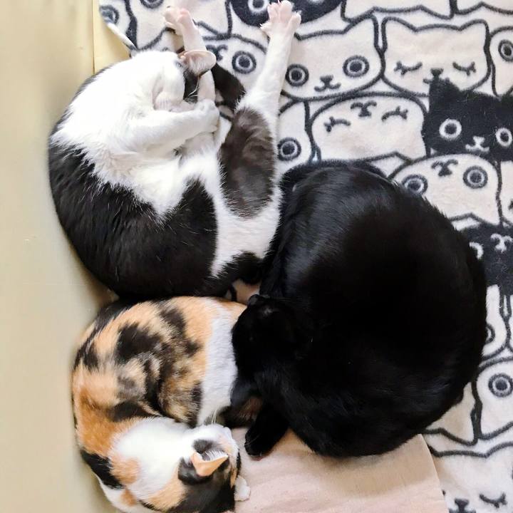 9acb4125 1a34 4d18 a79f 602e68c2661e 1507854477648