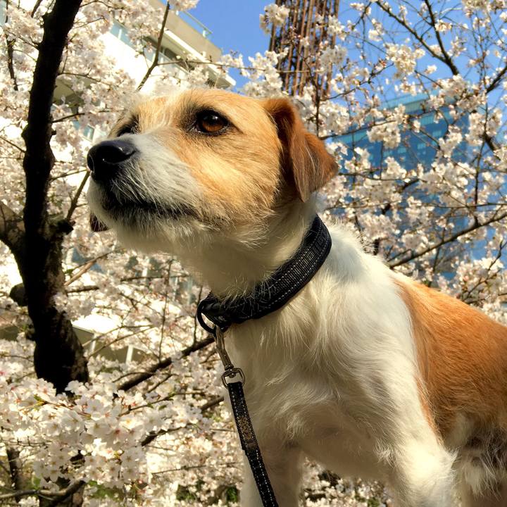 9acd86e7 2e5d 470f 8652 d3dd138e1b6e 1553687069827