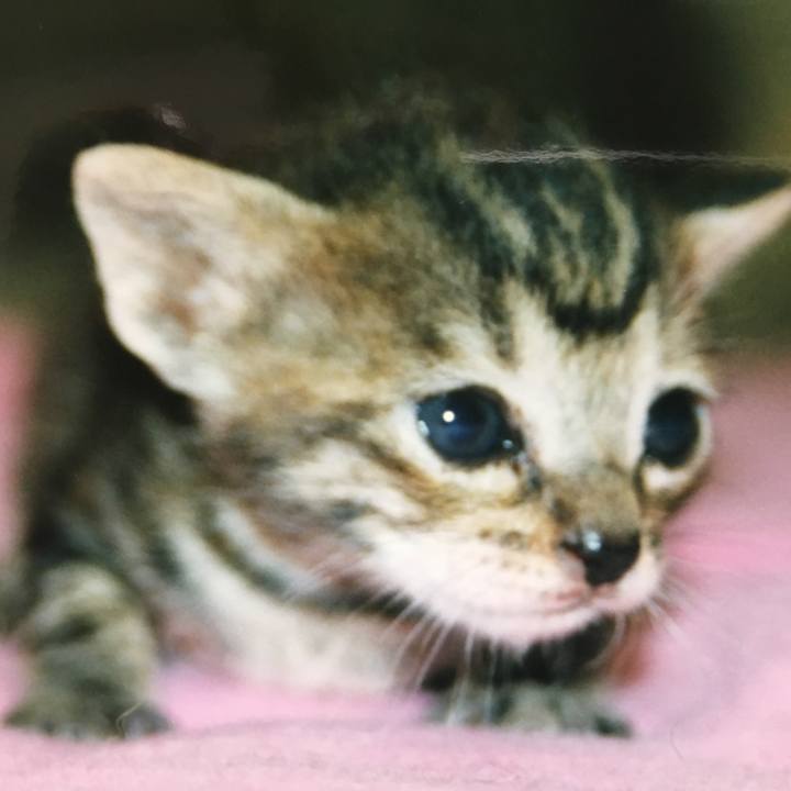 9ace539d 5c4b 4477 97e3 071562df8968 1524387850632