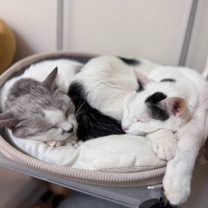 9ad11e31 ac6b 4ddf bae6 297d5a9dc65e 1767442750164