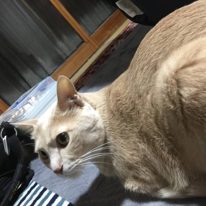 9ad43c99 0cd9 4031 ab29 3deffb5c216b 1541071455117