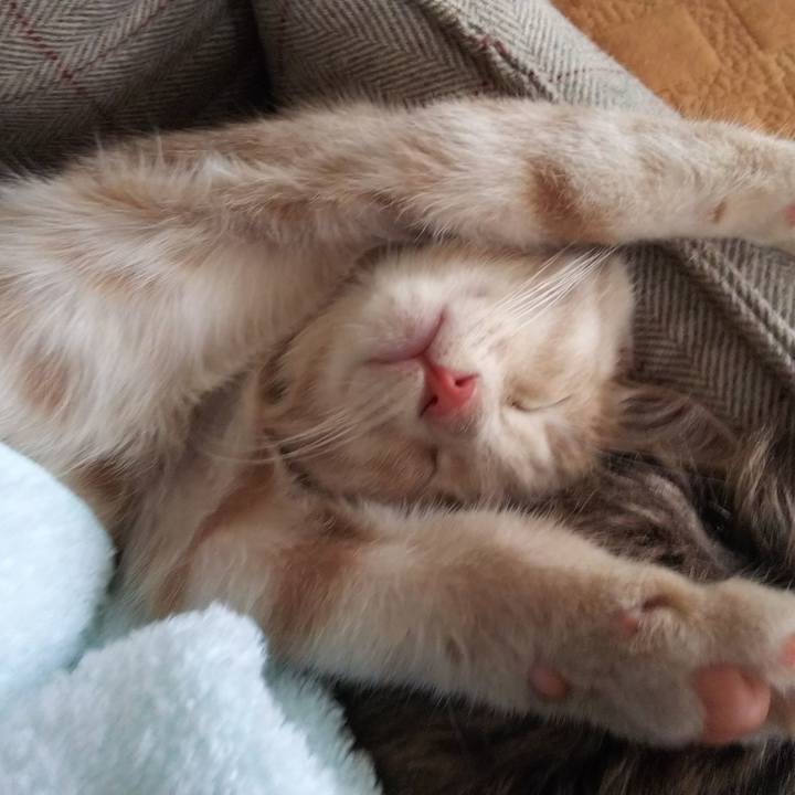 9ad68249 93c9 41e0 b263 ff1cdc1cfccc 1540561906781