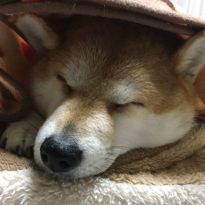 9ad8d342 0698 4d6c b28a f49e331d1d5f 1576409112563