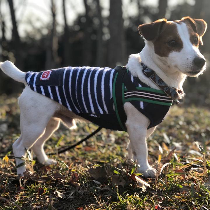 9ad8d721 18de 45e6 9870 49590c18c76e 1549438976269