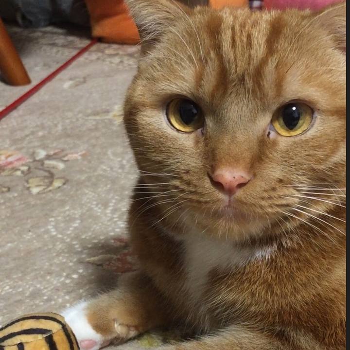 9adb1732 3ea3 4370 b727 e227e3737d34 1547898515916