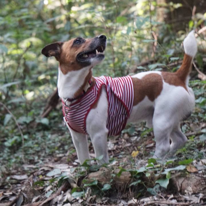 9adda5b9 5bca 42c3 b215 a9a72700ab80 1531784564484