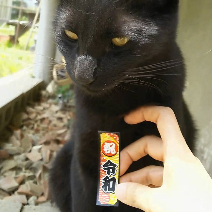 9ade75de c94f 46ef 97c3 02b2df0eba88 1557028308309