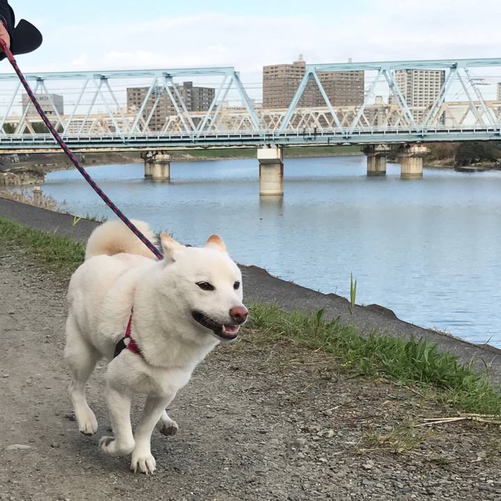 9ae06b13 28c5 4cea 95e5 074fc37dfd0d 1510270700048