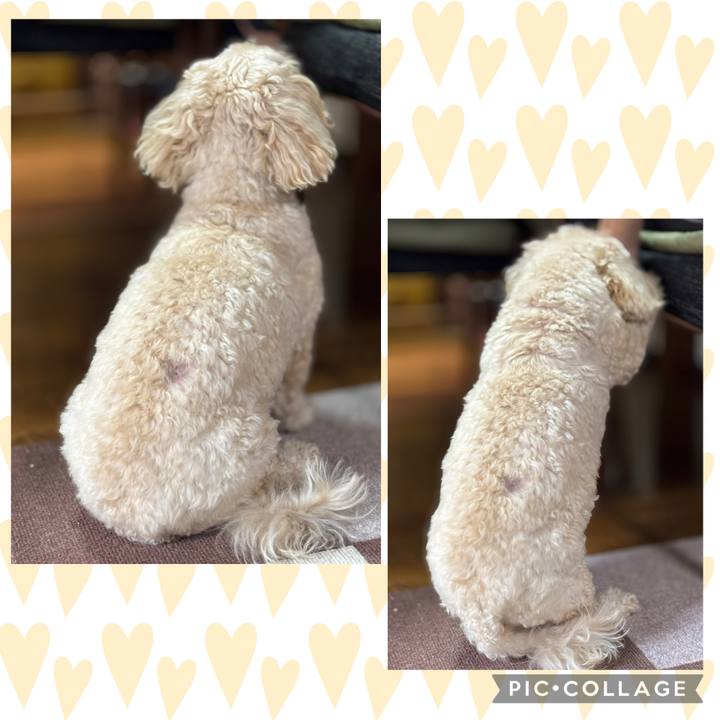 9ae2c2ca dd49 41db 91d8 fa23b4da9d55 1759721206615