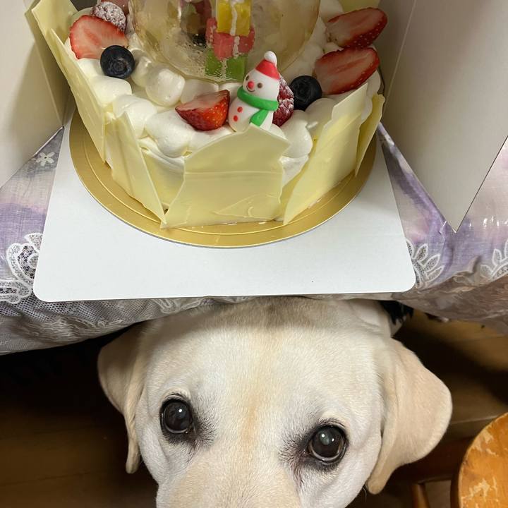 9ae472b0 b534 433f b2af 308c534e88a0 1671805656480