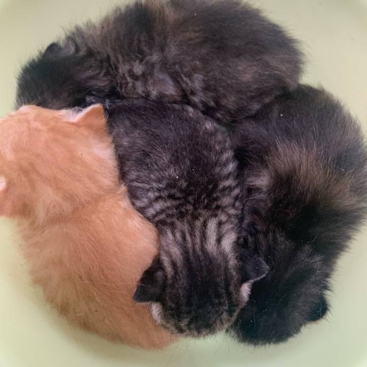 9ae4e510 49ba 450e 8d2a 7d39dc2b0d44 1587112917223