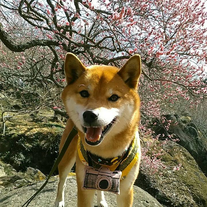 9ae5196c d1cc 4345 8049 33d2798fec9a 1550908861966