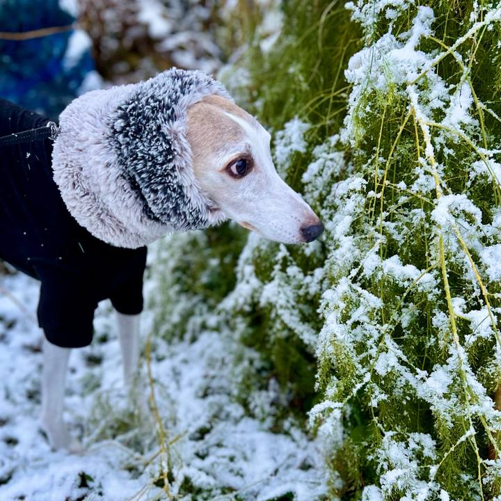 9ae6ecbd c45a 4d70 bf14 4647bfcf5ccb 1763452297830