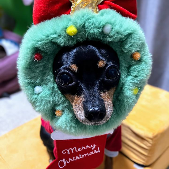 9ae727e5 2e3f 4c38 a696 4e1f8959a650 1734996197012