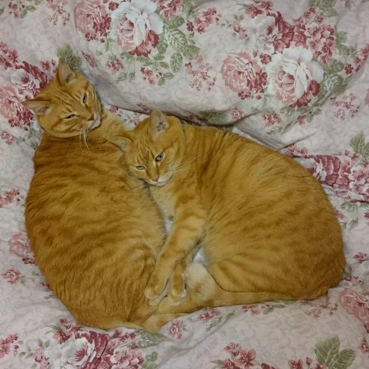 9ae8ebcf 19ba 44c0 a8da 61fd3f1aa88f 1540373591792