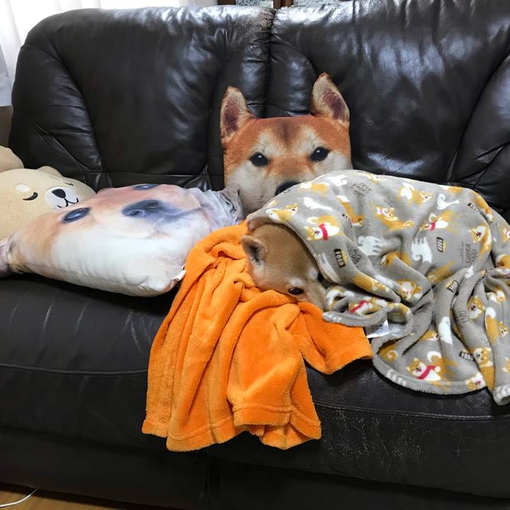 9ae96985 b03a 423e a741 9cb49649aa67 1544433445127