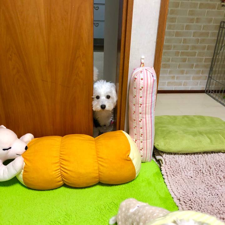 9aeb0559 6fb7 4316 93f0 d255aca43077 1544957344784