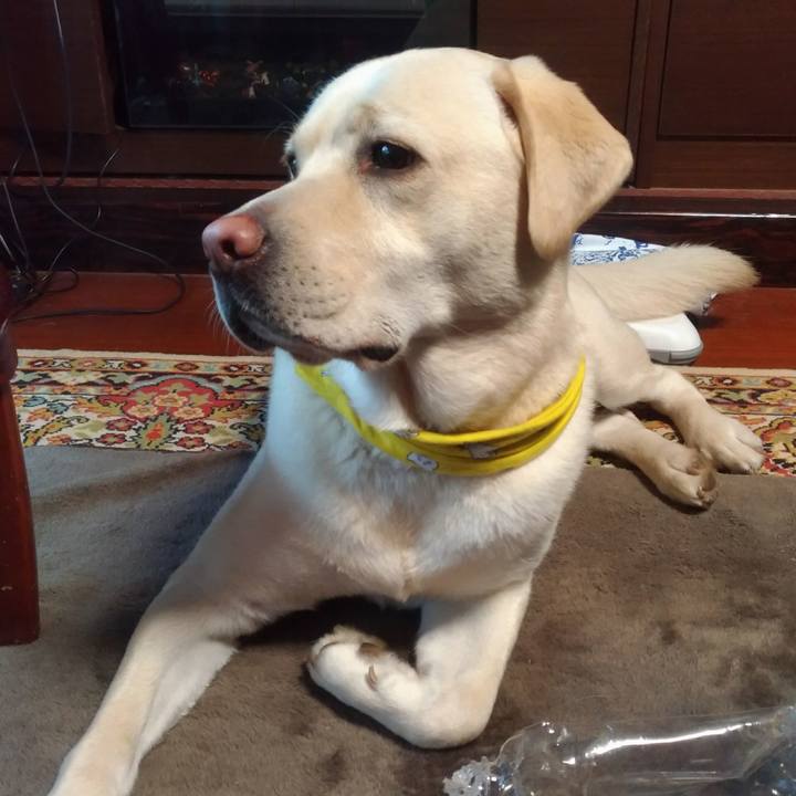 9aec2603 014c 44b9 a217 7ef8c80ee0b8 1521248611346