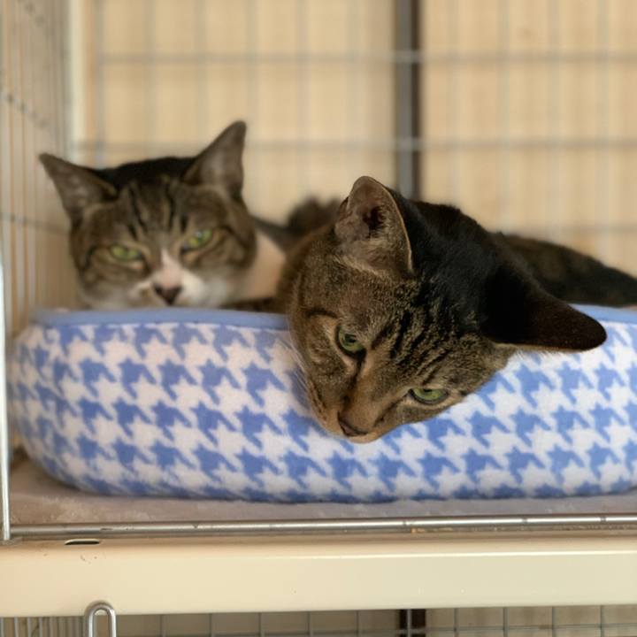 9aee150a 55b8 41b0 8f69 a6637a65a324 1602465809786