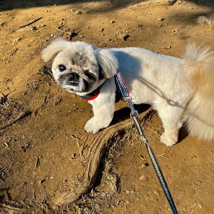 9af0f8c1 4550 4220 b9da d79fc8725d9d 1773732585191