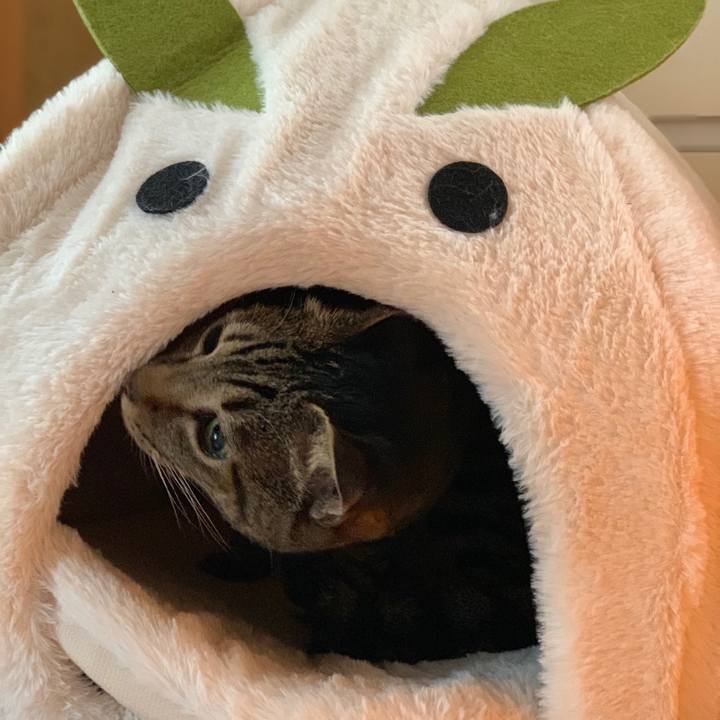 9b000450 736a 4fcc 94ff 5ade2a033ff8 1540346440355