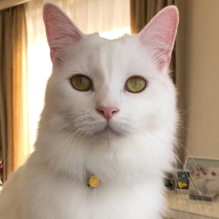 9b0081aa 98a7 44a6 9752 1b76868f0ac1 1543794207998