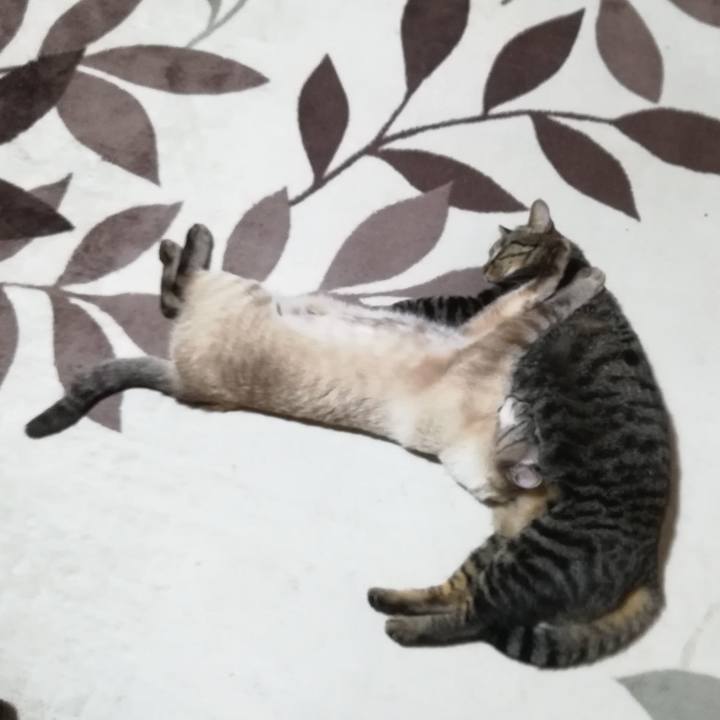 9b10cc98 9311 4180 aaa6 41fa16ccd257 1545739328339