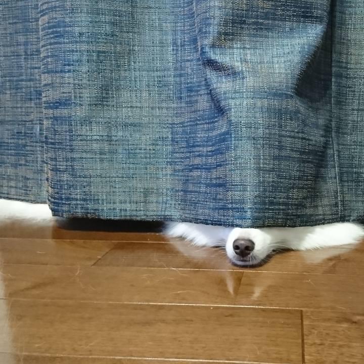 9b1642e8 34f6 4a4a b4bd 7b85e4c43377 1589709533329