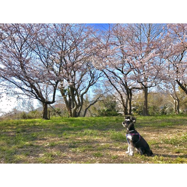 9b183d82 8e4c 41d5 a8be 58bdce43af7a 1554380533464