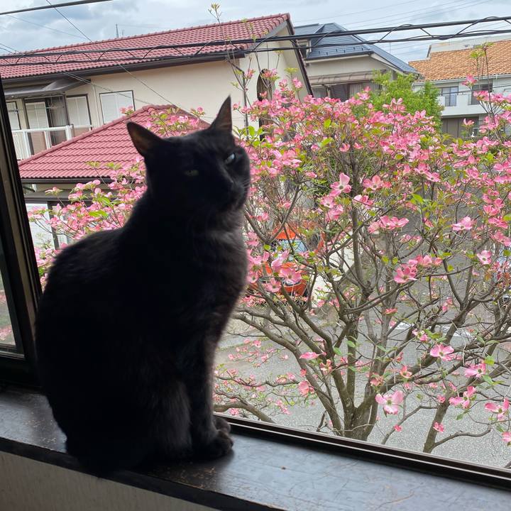 9b1a012c 04db 476c a8f0 9a38fdd432ba 1587457083582