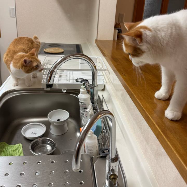 9b1d5fe3 8d09 4718 b5a8 1b08b7db556b 1774924674645