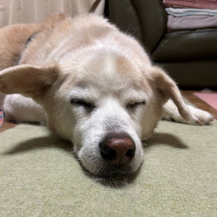 9b1eeacc 12a5 47ad 868d da5eaef4c3f3 1760881030342