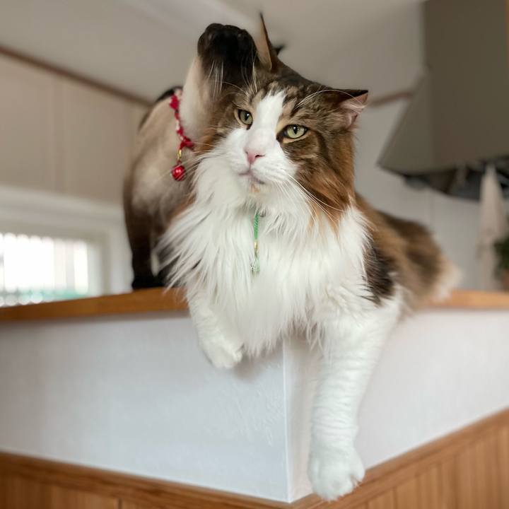 9b1f1cd8 3e66 43ec 9c0a 421964463836 1736580221204