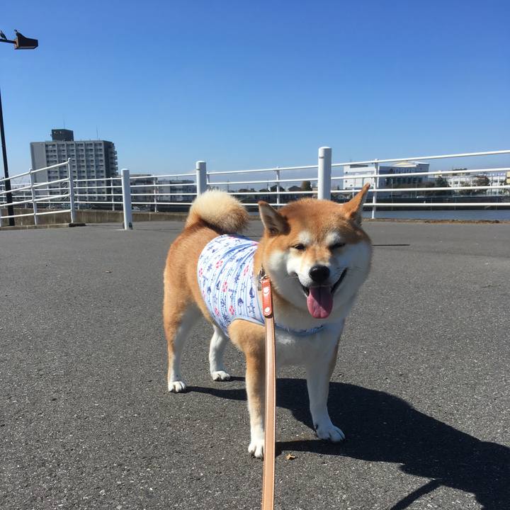 9b225fc9 1147 43bf ae40 edb531dec703 1538793395563