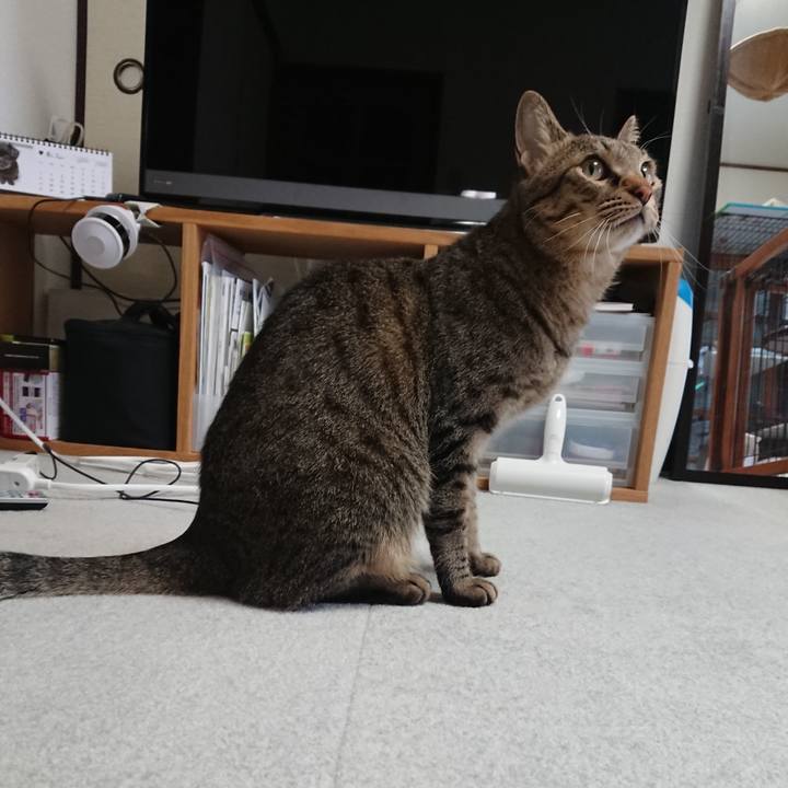 9b2355ab 6b77 43c5 a2fd 3a1821ab77ed 1534138165809