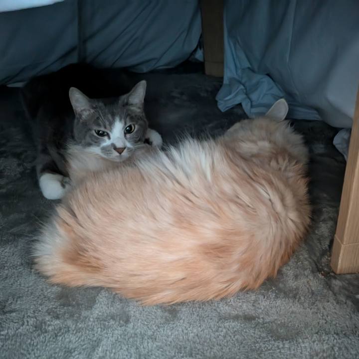 9b263ade 86f2 4664 9fef c441b4b53cf0 1733377104003