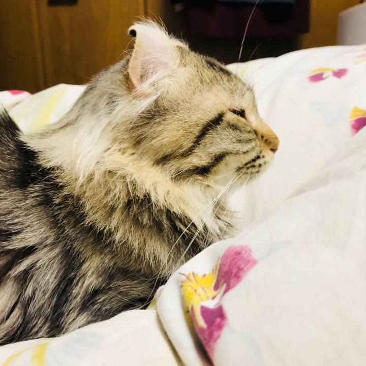 9b27f8c8 715a 4820 9e2c f35a7e0b3ea0 1525618770681