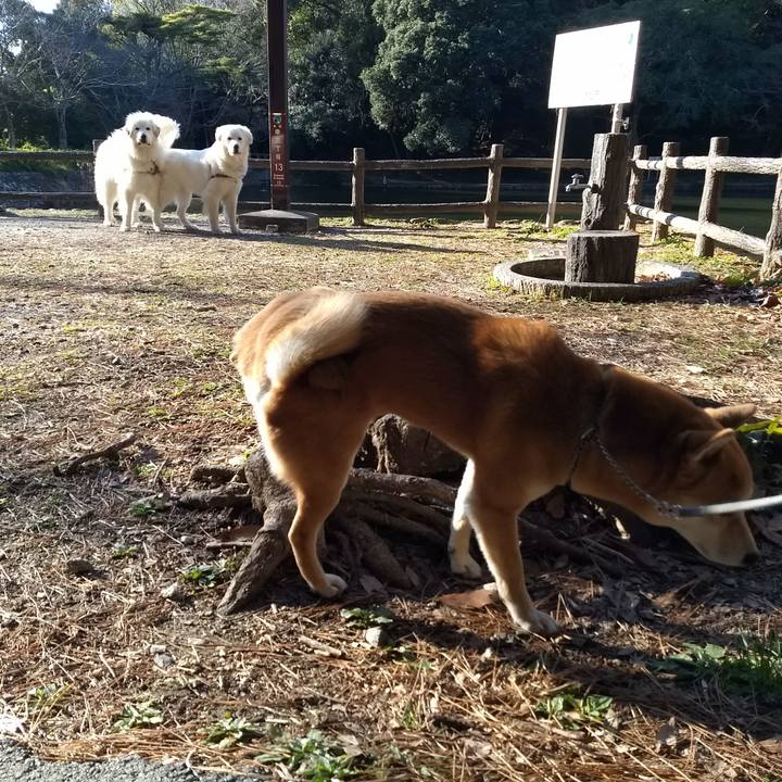 9b29b34a e987 4c5b b3d4 88d7fd809c9d 1516802722340