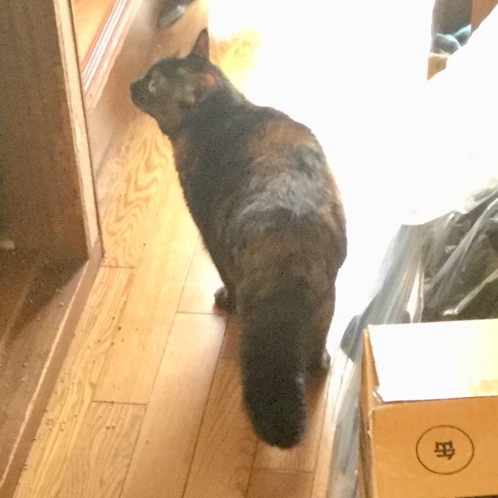 9b2bff7a 233e 45cf b782 38a3f8402051 1617838539755