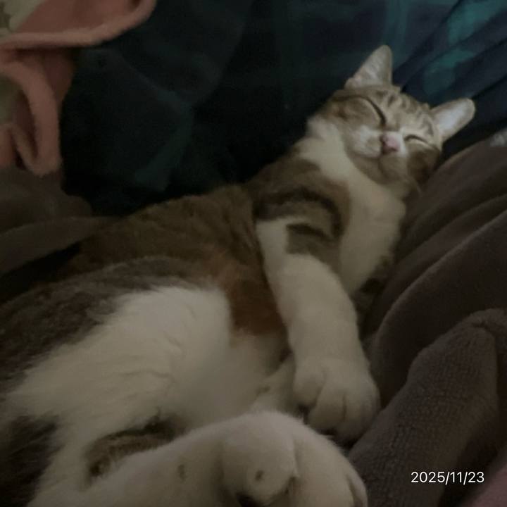 9b2df7a7 a0ad 44b0 8d05 cdf52b2c620c 1763853763719