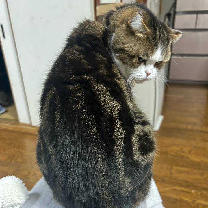 9b439df7 9fb6 44af ac2d 24aeb0a933a4 1762820396260