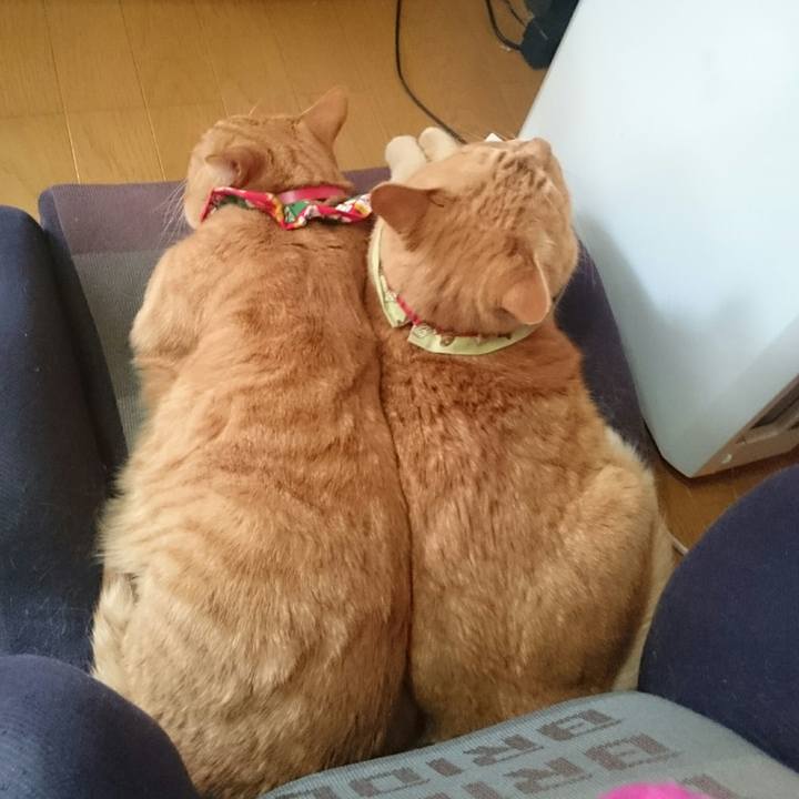 9b4550fe ec9f 423a ba70 10a97137926c 1517185993581