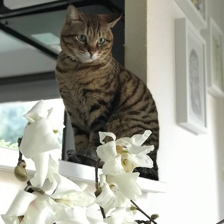 9b489f86 daaf 4344 af7c 34ab6b1ac4b8 1520980746107