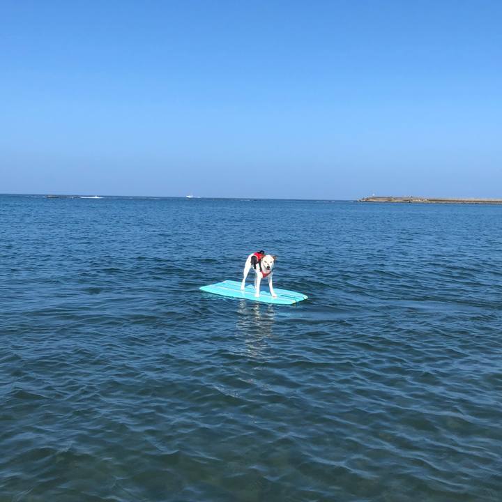 9b4b041f 17ec 435c 9323 670714febfe3 1530451742388