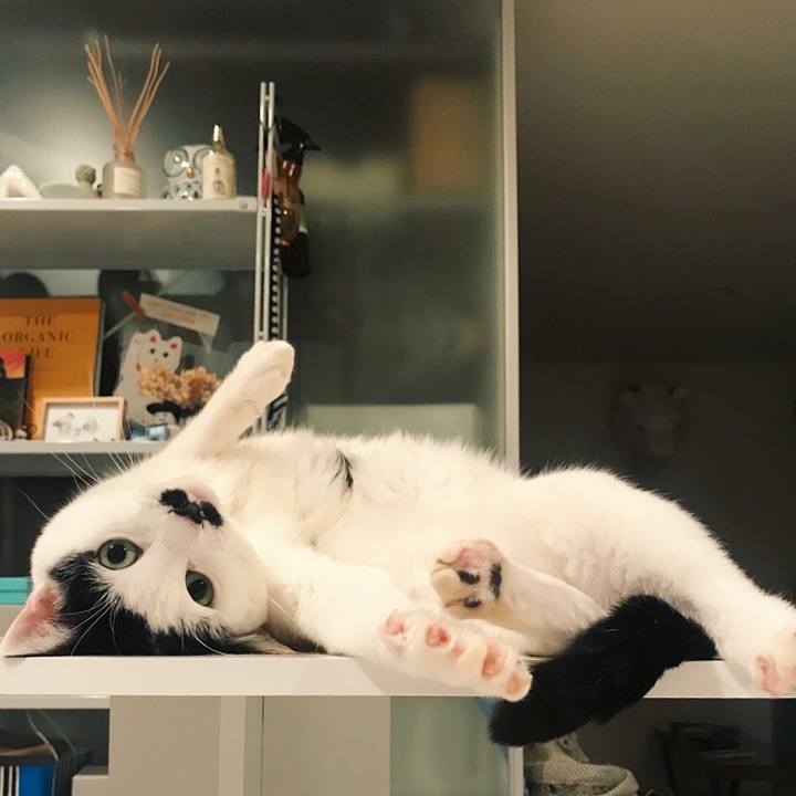 9b4b2dae af6e 4d4b 874c 928bf90b0550 1514601820054