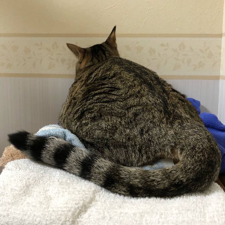 9b4b35a1 def8 4535 8a91 c34329b60cf7 1515050657760